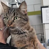 Frau Fischer, female 6yo Mixed Breed for adoption at Tierasyl Chemnitz