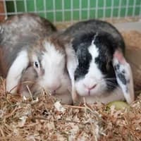Henry & Aiko, female 3yo Mixed Breed for adoption at Tierasyl Chemnitz