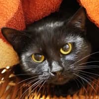Miu, female young Mixed Breed for adoption at Tierasyl Chemnitz