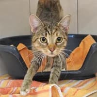 Kira, female young Mixed Breed for adoption at Tierasyl Chemnitz