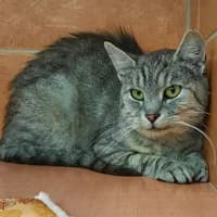Knut, male senior Mixed Breed for adoption at Tierasyl Chemnitz