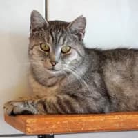 Knut, male senior Mixed Breed for adoption at Tierasyl Chemnitz