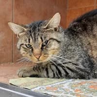 Leo, male young Mixed Breed for adoption at Tierasyl Chemnitz