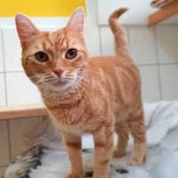 Luis, rot male 3yo Mixed Breed for adoption at Tierasyl Chemnitz