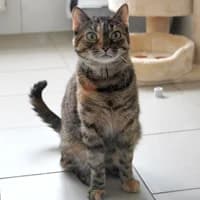 Mimi, female 3yo Mixed Breed for adoption at Tierasyl Chemnitz