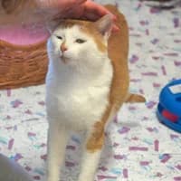 Robert, male 3yo Mixed Breed for adoption at Tierasyl Chemnitz