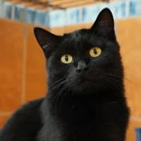 Sabine, female young Mixed Breed for adoption at Tierasyl Chemnitz