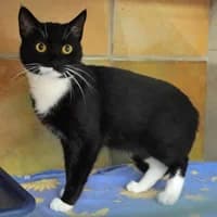 Speedy, male young Mixed Breed for adoption at Tierasyl Chemnitz