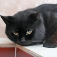 Tobi, male 6yo Mixed Breed for adoption at Tierasyl Chemnitz