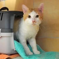 Willy, male young Mixed Breed for adoption at Tierasyl Chemnitz