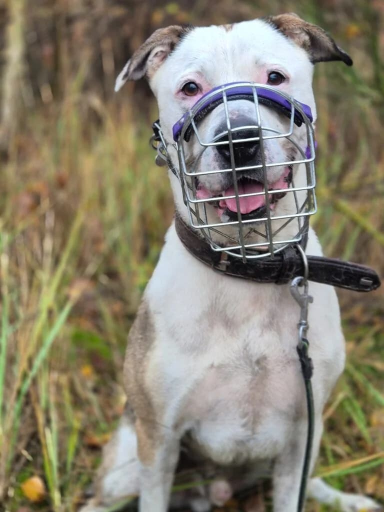 Otis, male 4yo American Staffordshire Terrier for adoption at Tiere e.V.