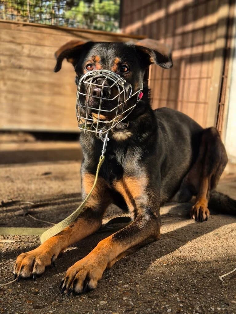 Loki, male 4yo German Shepherd for adoption at Tiere e.V.