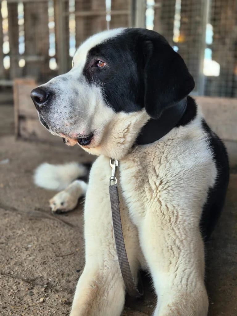 Meesch, male young mixed breed for adoption at Tiere e.V.