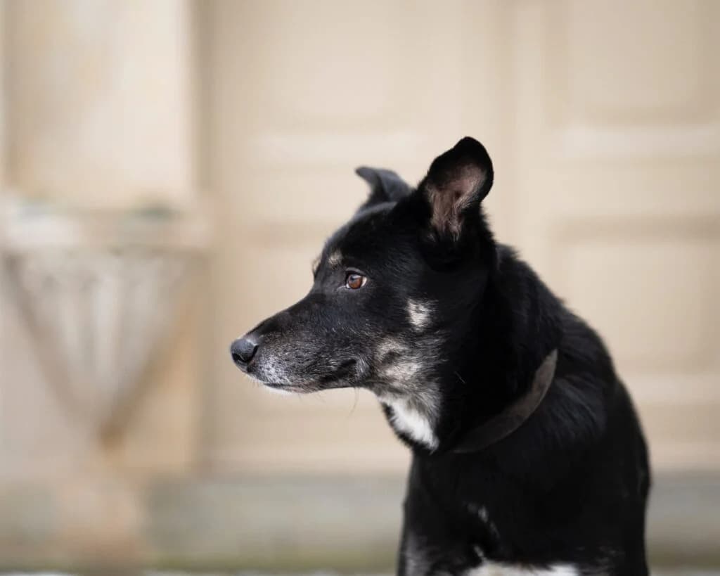 Knödel, male 6yo Mixed Breed for adoption at Tiere e.V.
