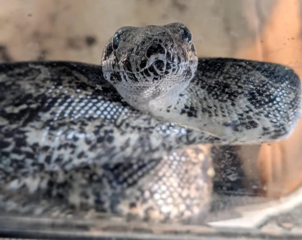 Kaa, mixed breed for adoption at Tiere e.V.