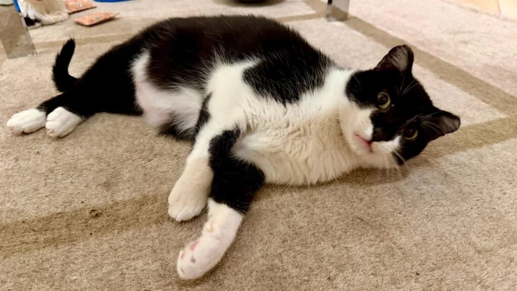 Mapi, male 4yo European Shorthair for adoption at Tiere e.V.