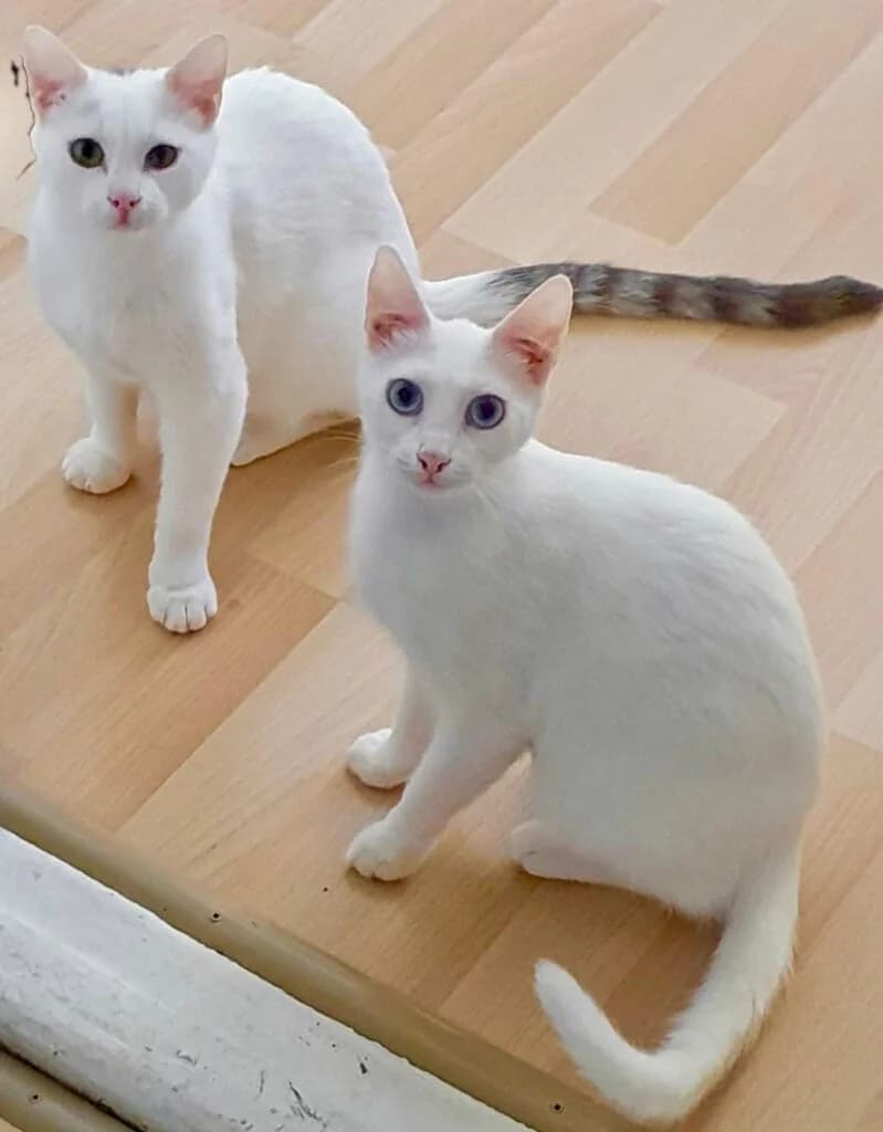 Gini & Gina, female young mixed breed for adoption at Tiere e.V.
