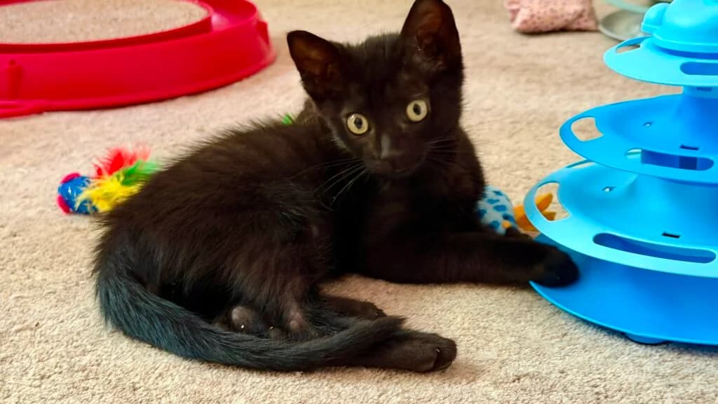 Black Jack, male puppy European Shorthair for adoption at Tiere e.V.