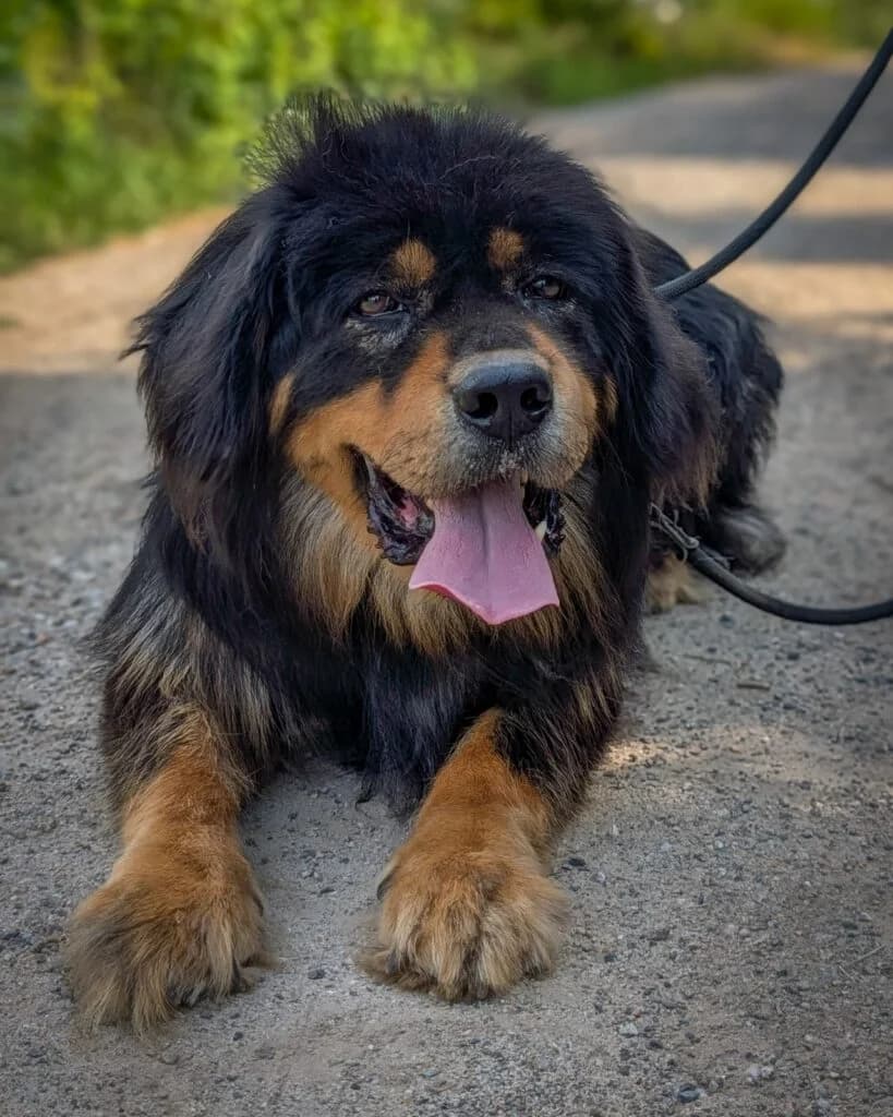 Arco, male senior mixed breed for adoption at Tiere e.V.