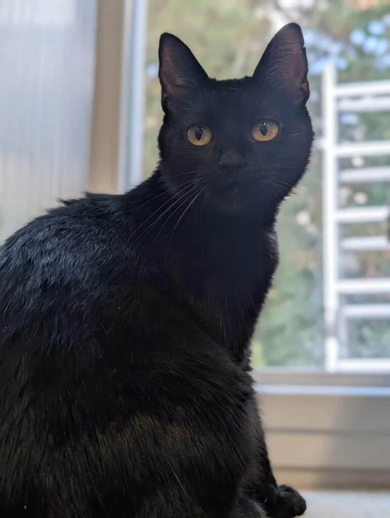 Mindy, female 3yo European Shorthair for adoption at Tiere e.V.