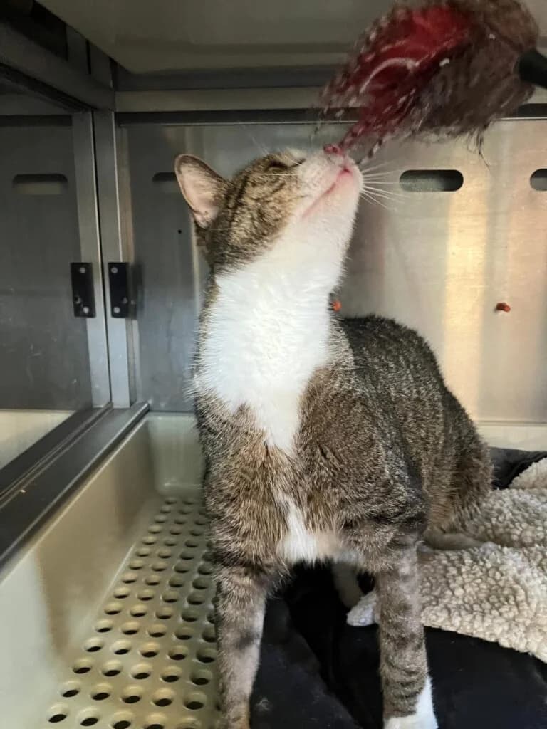 Billy, male senior European Shorthair for adoption at Tiere e.V.