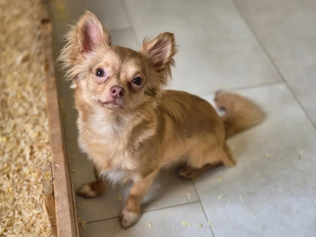 Fipsi, male young Chihuahua for adoption at Tiere e.V.