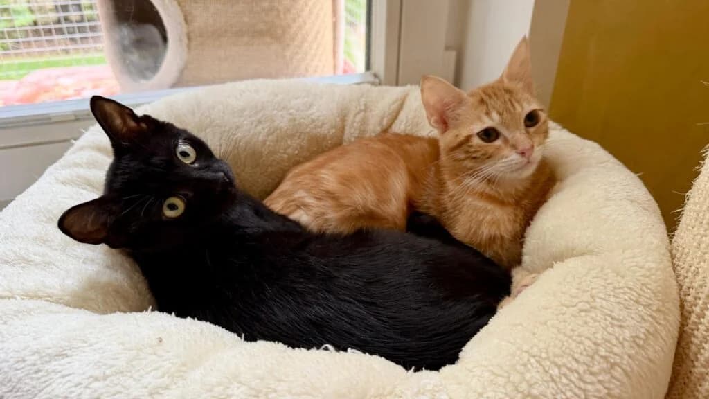 Finn & Samu, male puppy European Shorthair for adoption at Tiere e.V.