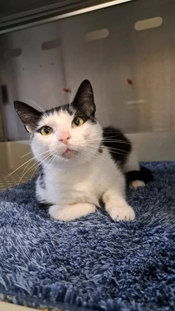 Shiva, female senior European Shorthair for adoption at Tiere e.V.
