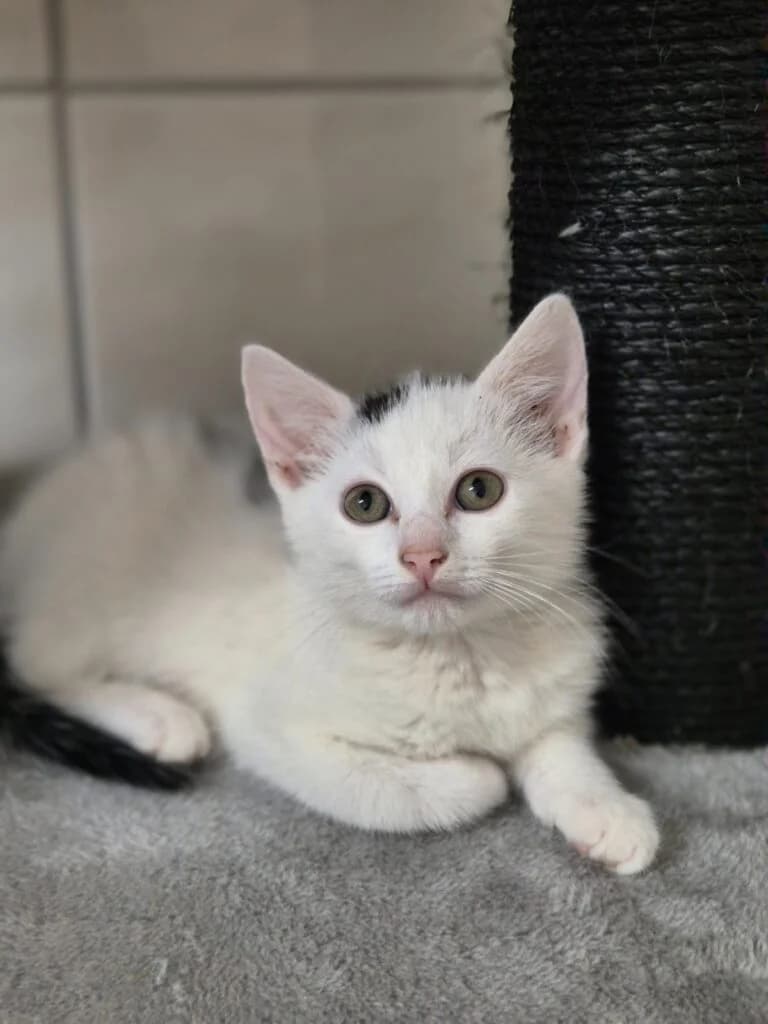 Neo, balu, Sammy, Mechthild, puppy European Shorthair for adoption at Tiere e.V.