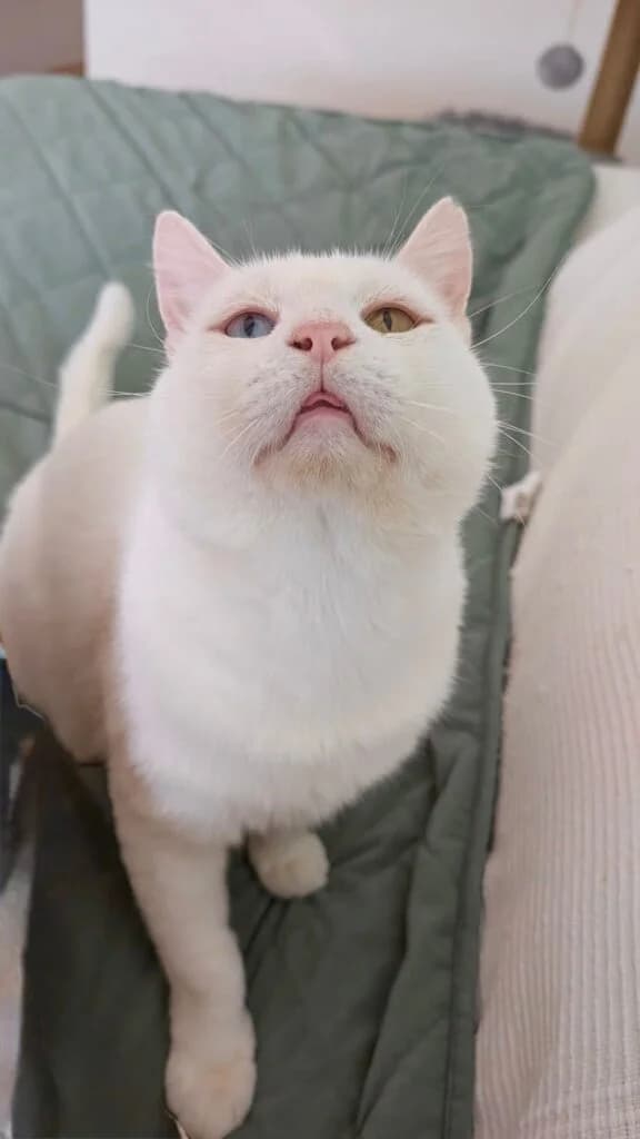 Copito, male 5yo European Shorthair for adoption at Tiere e.V.