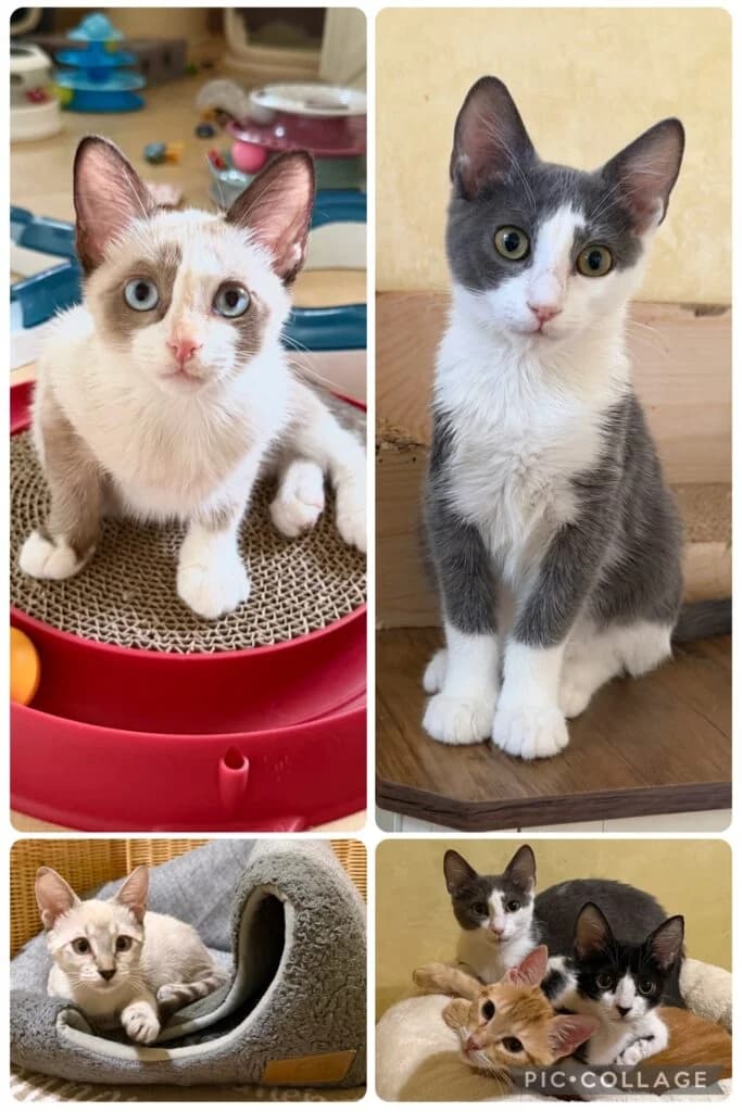 Kitten-Bande, puppy European Shorthair for adoption at Tiere e.V.