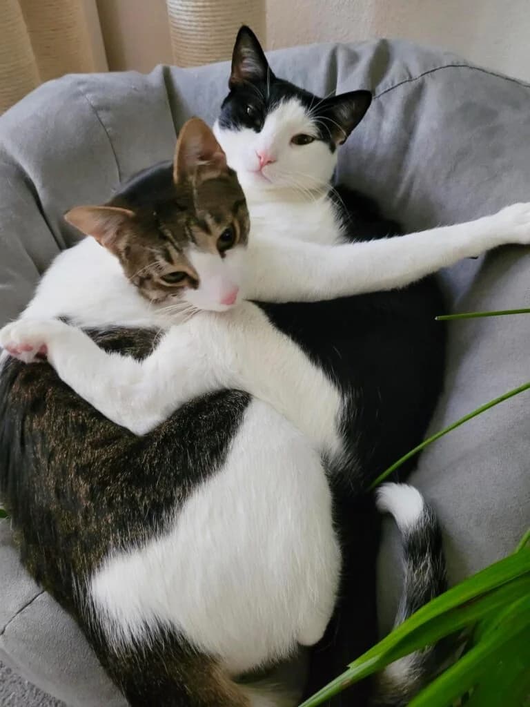 Tom & Jerry, male 4yo European Shorthair for adoption at Tiere e.V.