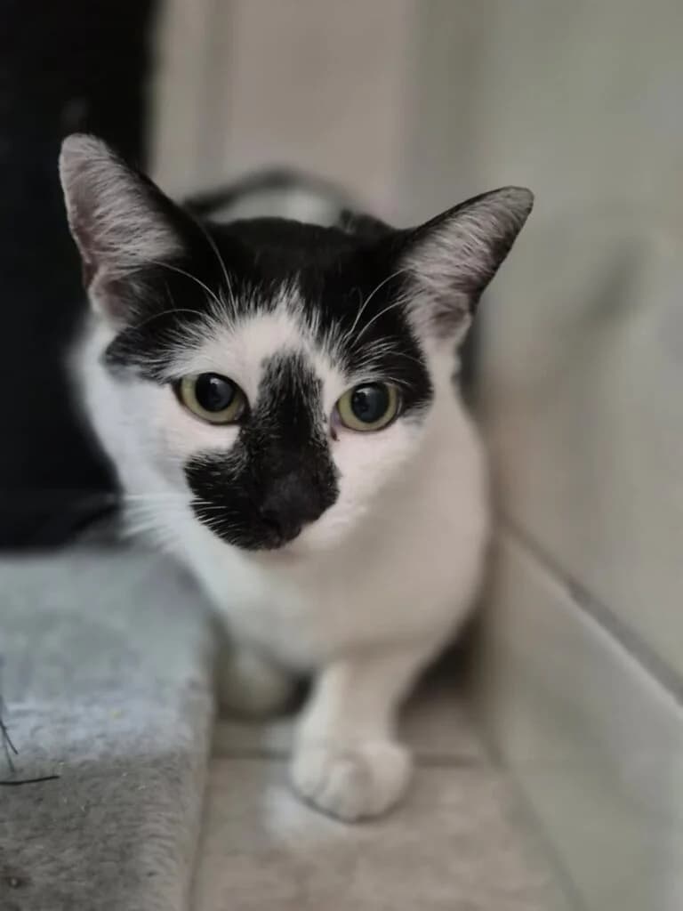 Hildegard, female young Mixed Breed for adoption at Tiere e.V.