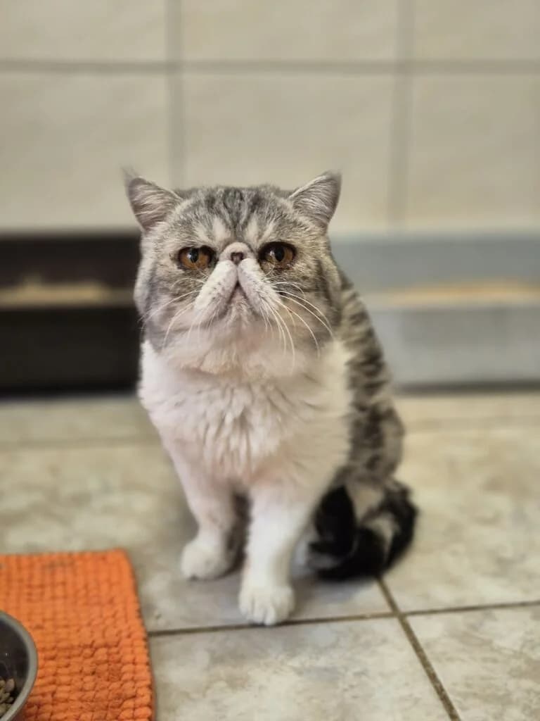 Momo, male 4yo mixed breed for adoption at Tiere e.V.