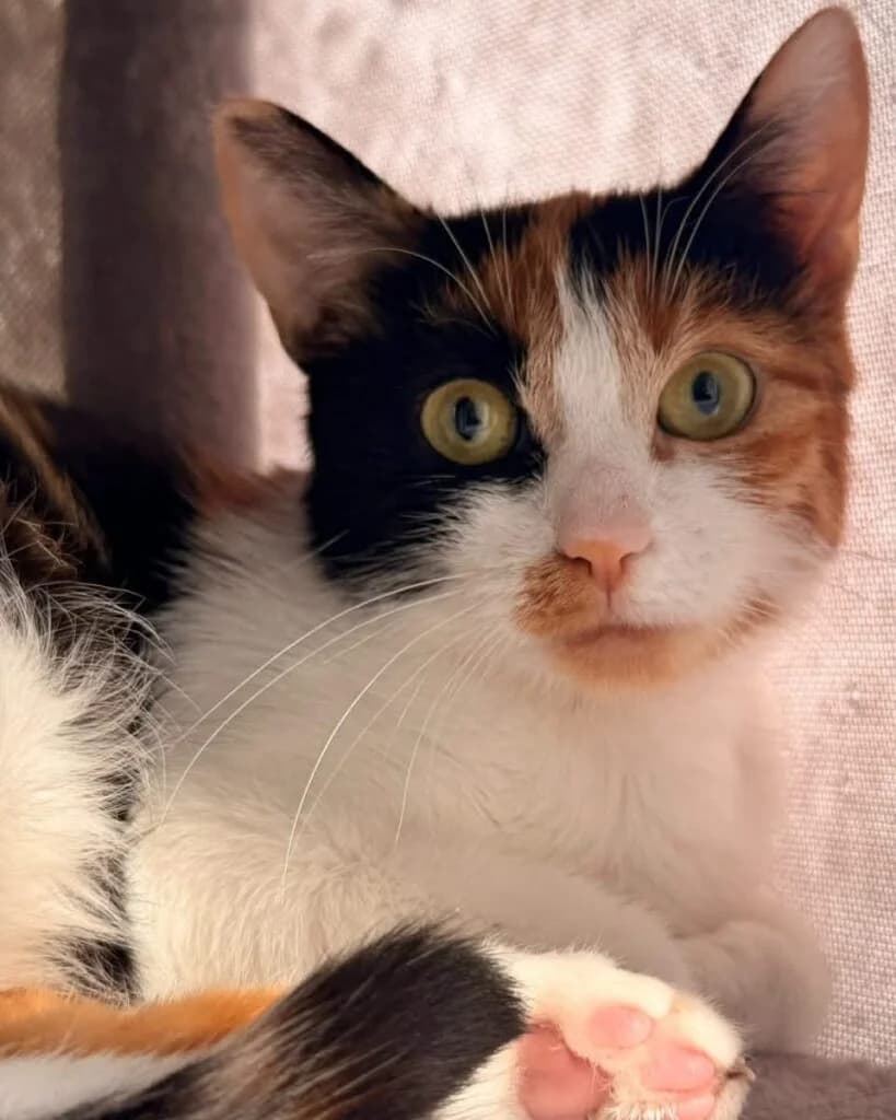 Amanda, female young European Shorthair for adoption at Tiere e.V.