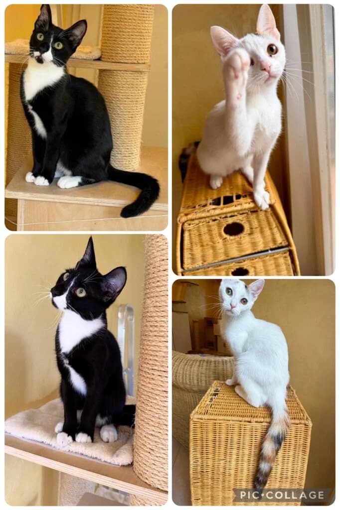 Mona & Mina, female puppy European Shorthair for adoption at Tiere e.V.