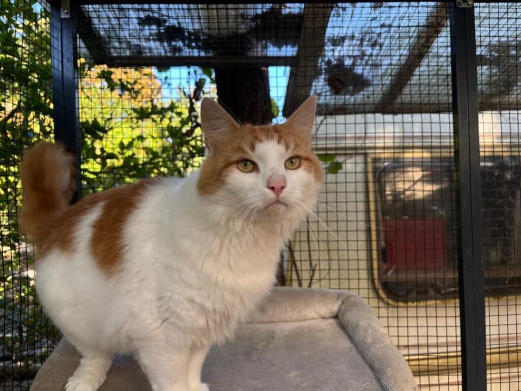 Chili und Ludwig, male 3yo European Shorthair for adoption at Tiere e.V.