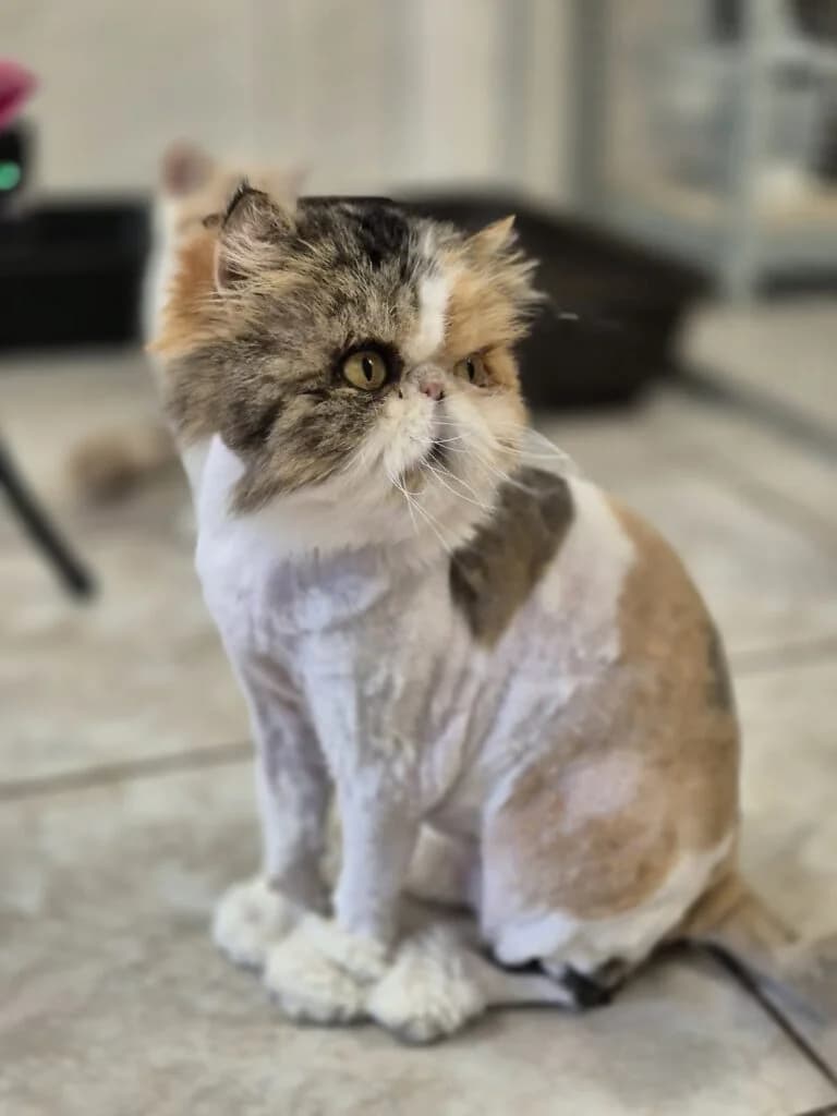 Imi, female senior Persian for adoption at Tiere e.V.