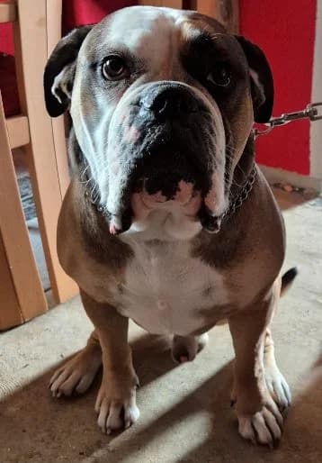 Aaron, male 3yo English Bulldog for adoption at Hundesuche Tiere in Not Bayern