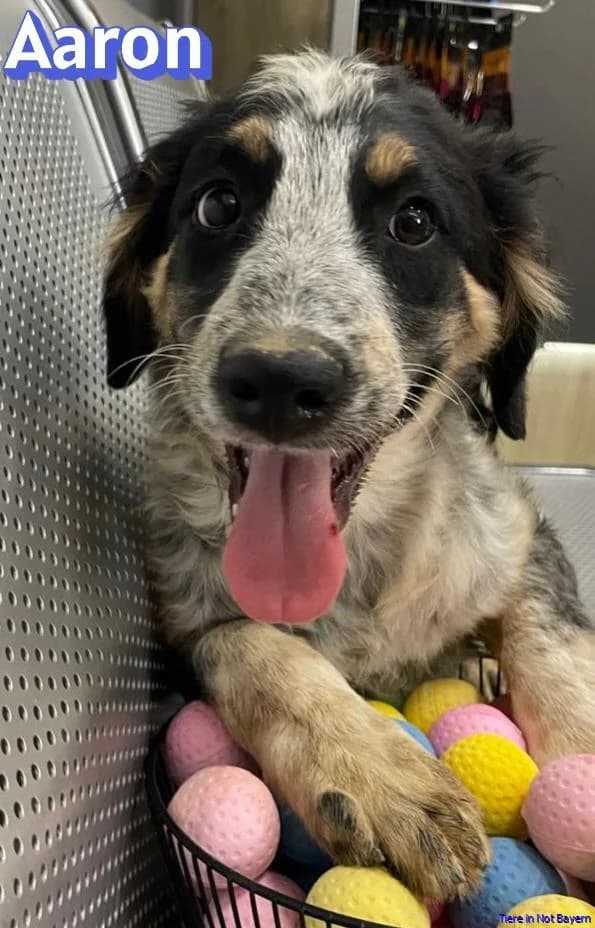 Aaron, male puppy Mixed Breed for adoption at Hundesuche Tiere in Not Bayern