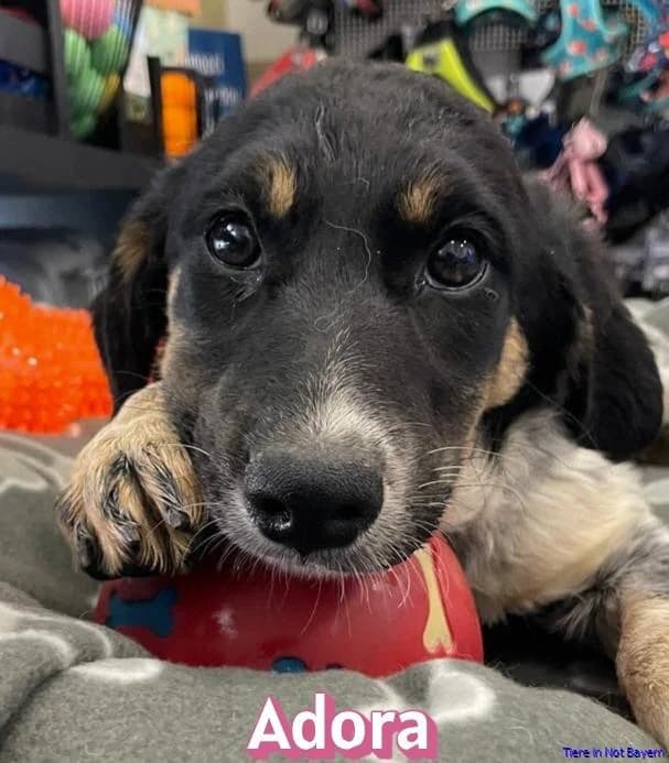 Adora, male puppy Mixed Breed for adoption at Hundesuche Tiere in Not Bayern