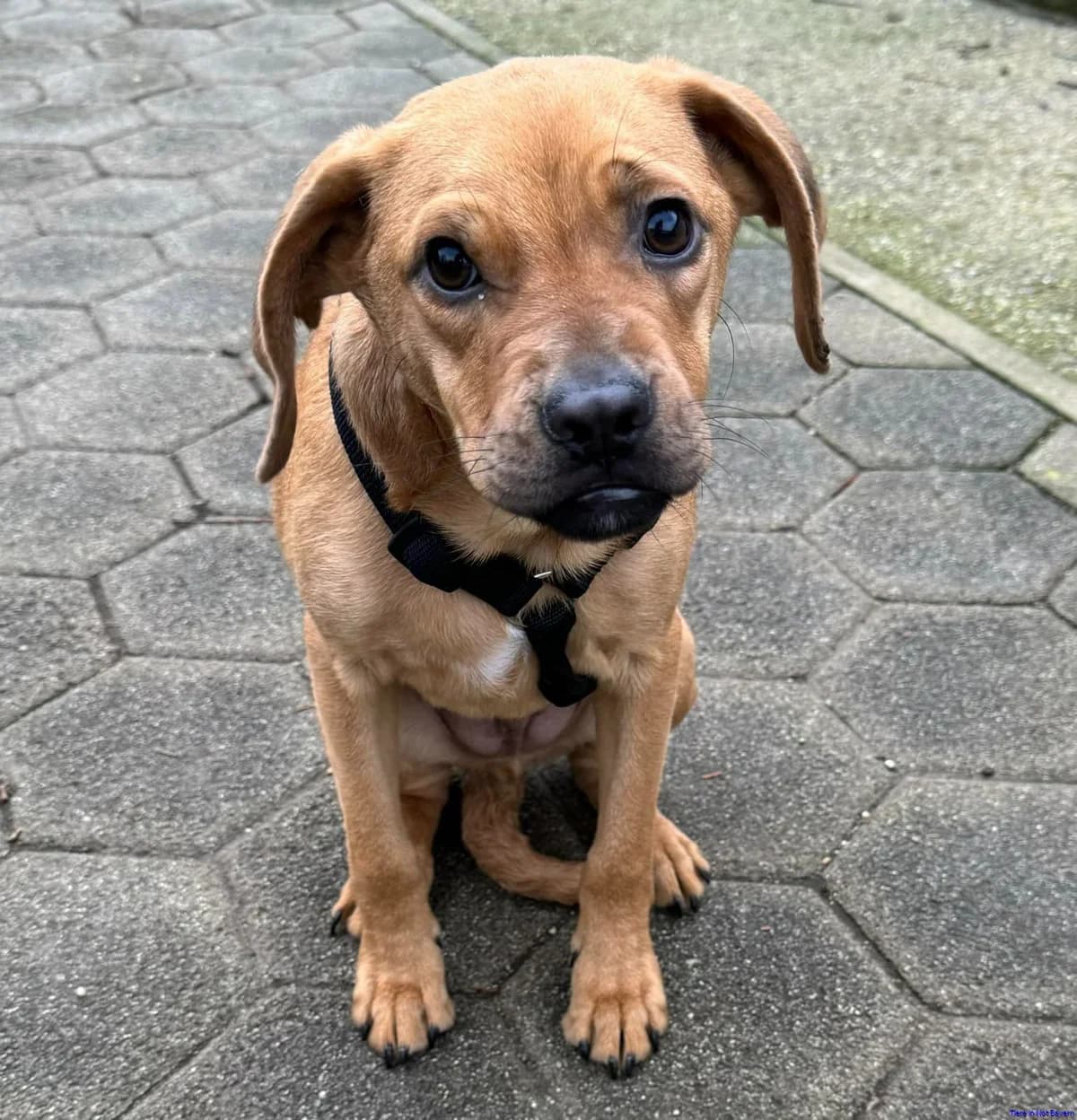 Apollo, male young Mixed Breed for adoption at Hundesuche Tiere in Not Bayern