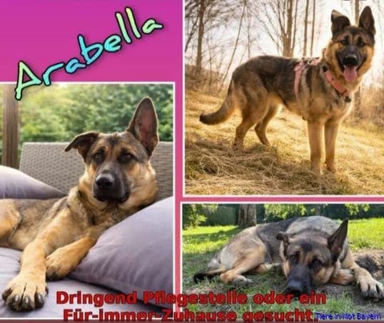 Arabella, female puppy Mixed Breed for adoption at Hundesuche Tiere in Not Bayern