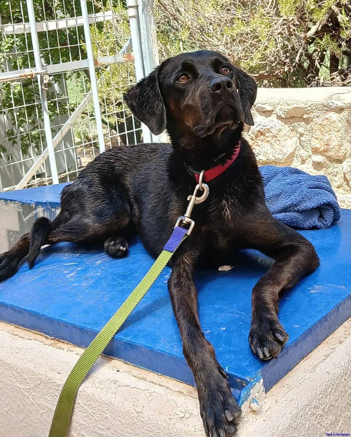 Argiro, female puppy Pointer for adoption at Hundesuche Tiere in Not Bayern
