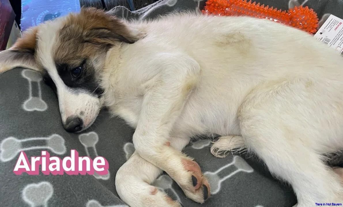 Ariadne, male puppy Mixed Breed for adoption at Hundesuche Tiere in Not Bayern
