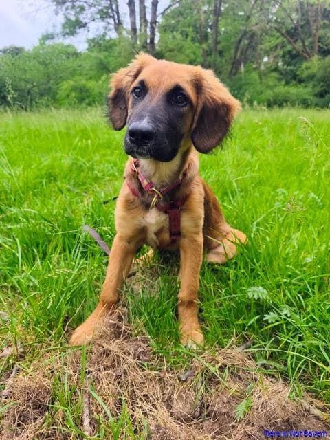 Asja, female puppy Mixed Breed for adoption at Hundesuche Tiere in Not Bayern