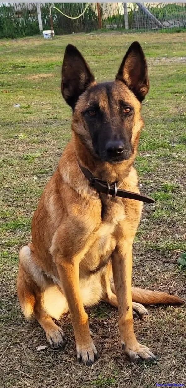 Athena, female 7yo Belgian Malinois for adoption at Hundesuche Tiere in Not Bayern