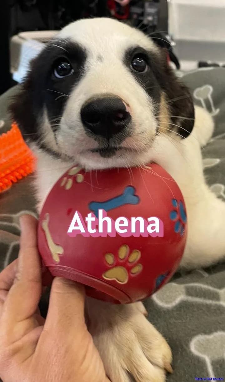Athena, male puppy Mixed Breed for adoption at Hundesuche Tiere in Not Bayern