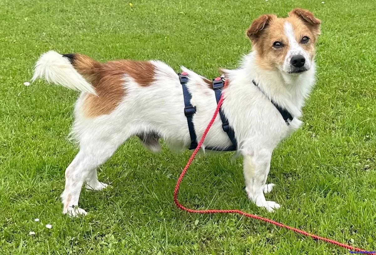 Bärli, male 7yo Mixed Breed for adoption at Hundesuche Tiere in Not Bayern