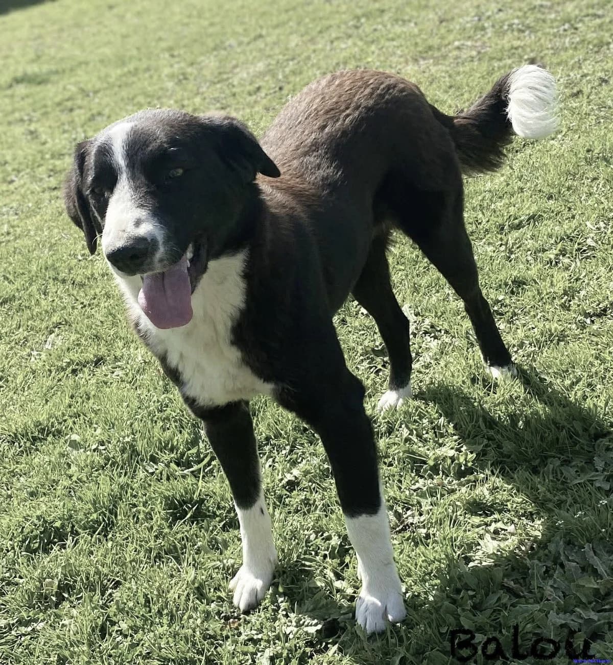 Balou, schwarz male young Collie for adoption at Hundesuche Tiere in Not Bayern